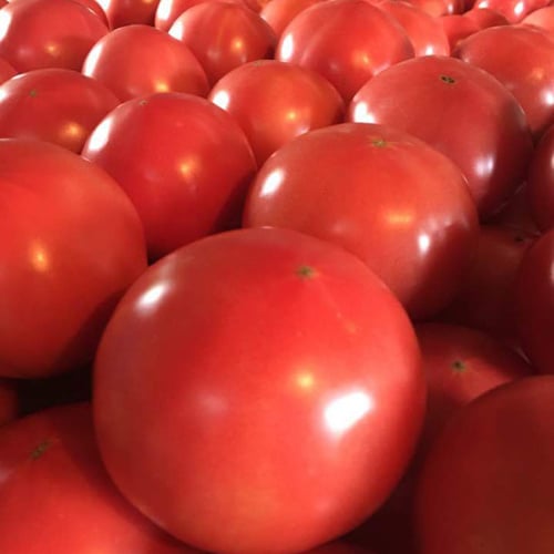 高原トマト