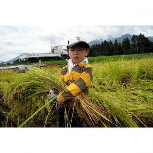 稲刈りは子供も手伝ってくれます。
