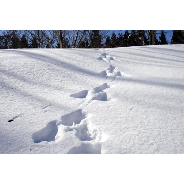 冬には動物の足跡が沢山見られます。